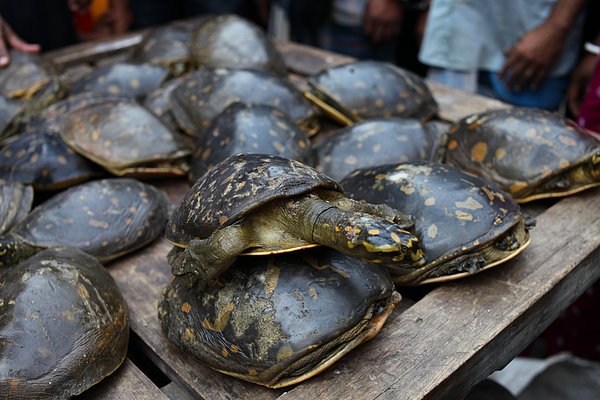 Polisler ise hala kaplumbağanın oraya nasıl ulaştığını ve nasıl öldüğünü bilmiyorlar.
