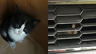 Okurken İçinizi Isıtacak Şirin mi Şirin Bir Kedi Kurtarma Operasyonu