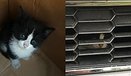 Okurken İçinizi Isıtacak Şirin mi Şirin Bir Kedi Kurtarma Operasyonu