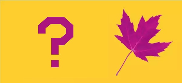 7. Найдите квадрат именно с таким листом: