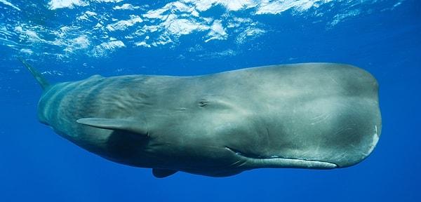 6. Ambergris, sadece ispermeçet balinasının sindirim sisteminden elde edilen ve yasa dışı olan bir madde.