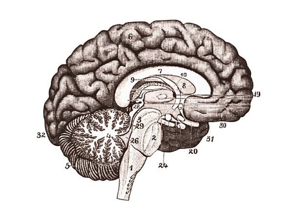 4. Что вы делаете, чтобы дать пищу своему уму?