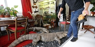 Evinde Timsah, Piton ve Kertenkele Gibi 400 Hayvanla Birlikte Yaşayan Adam