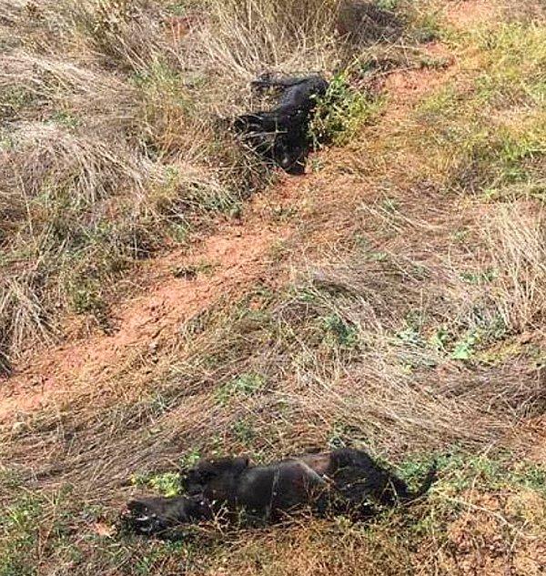 Hasanlar Köyü'nde tüfekle vurulan 3 yavru köpek bacaklarından ağaca asılı halde bulundu.