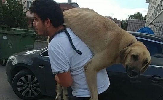 İyi İnsanlar Hala Var! Sokak Köpeğini Tedavisi İçin Sırtında Taşıyarak Veterinere Götüren Adam Gibi Adam!