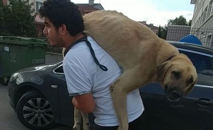 İyi İnsanlar Hala Var! Sokak Köpeğini Tedavisi İçin Sırtında Taşıyarak Veterinere Götüren Adam Gibi Adam!