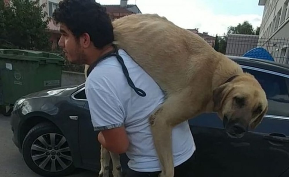 İyi İnsanlar Hala Var! Sokak Köpeğini Tedavisi İçin Sırtında Taşıyarak Veterinere Götüren Adam Gibi Adam!