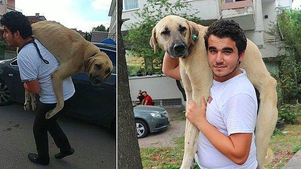 Görüntülerin sosyal meydaya yayılmasının ardından ise ekipler, hasta köpeği belediyeye ait Sokak Hayvanları Geçici Bakımevi ve Rehabilitasyon Merkezi'nde tedavi altına aldı.