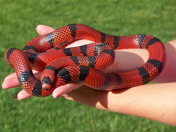 5. Ядовита ли эта змея?