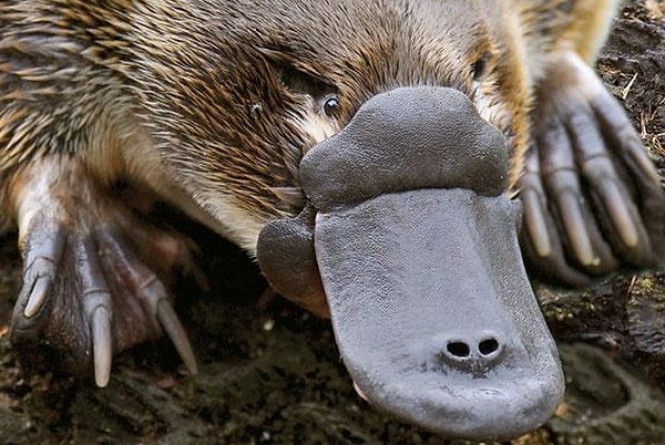 10. И последнее. Ядовито ли это животное?