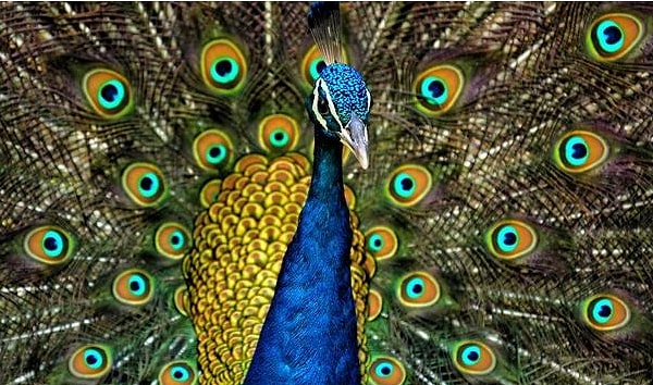 3. Ядовита ли эта птица?