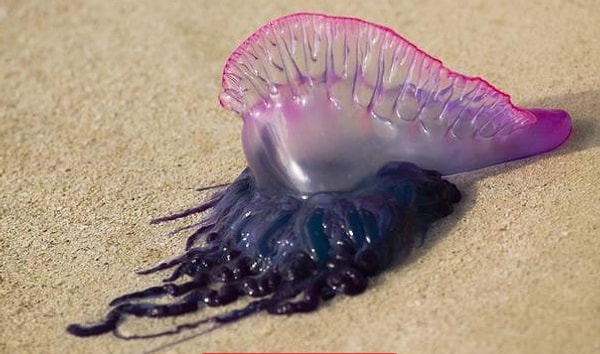 4. Что насчет этого существа?