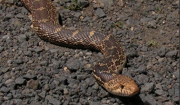 6. А что насчет этой?