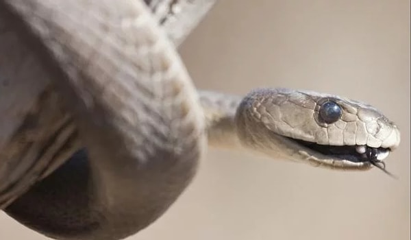 8. Что насчет этой змеи?