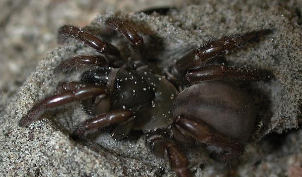 9. Опасен ли этот паук для человека?