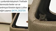 Bir Öğrencinin Şikayeti Sonrası Verdiği Pozla Meşhur Olan KYK Yurdu Faresi