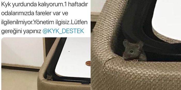 Bir Öğrencinin Şikayeti Sonrası Verdiği Pozla Meşhur Olan KYK Yurdu Faresi