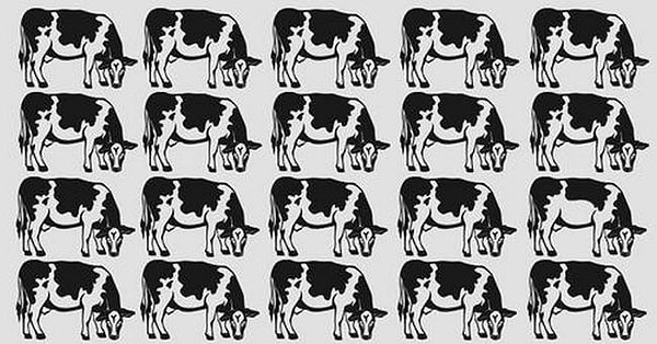 9. Найдете корову, которая не похожа на других?