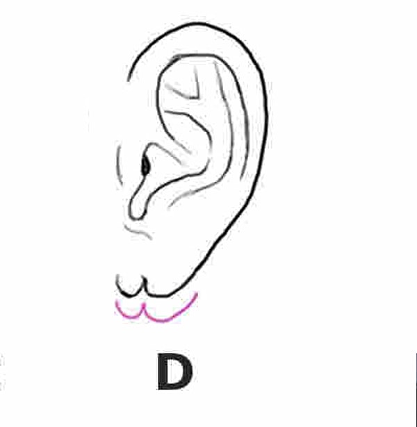 Мочки ушей слегка вытянутые и узкие: