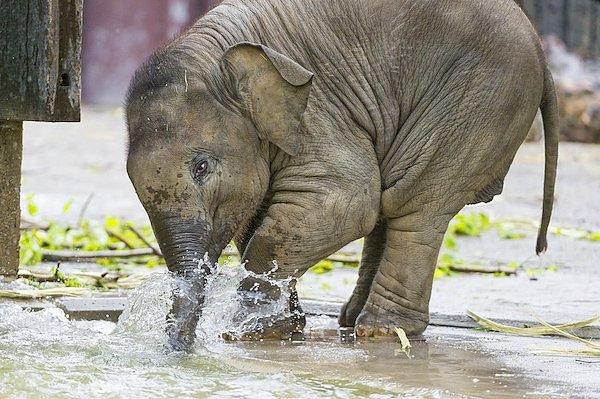 Filler çok düşünceli, nazik ve sevecen canlılar. Bu konuda çok kesin bilgiler bulunmasa da, ortada bazı kanıtlar var elbette...