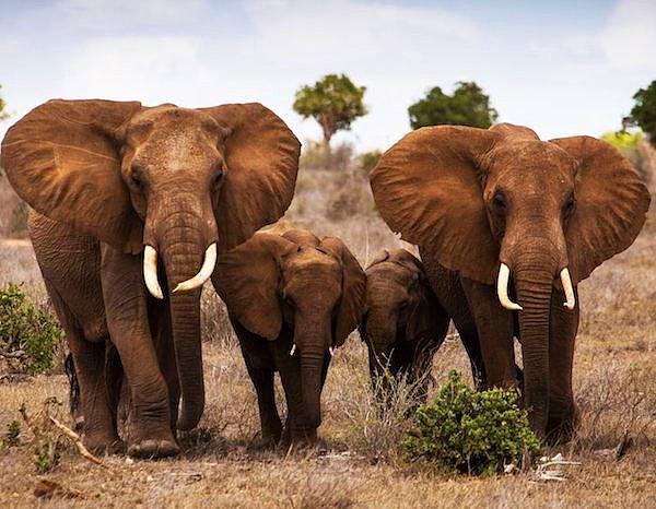 Konu topluluk halinde yaşamaya ve aile kurmaya gelince, fillerin karmaşık sosyal yapılar kurdukları bilinir. Bir aile üyesini kaybettikleri zaman, günlerce yas tutuyorlar ve ağlıyorlar.