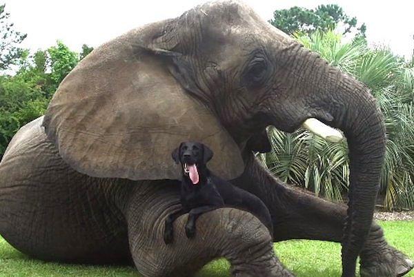 Başka bir fil yaralandığı zaman diğer filler anında müdahale ve yardım ediyorlar. Aynı zamanda insanlara ve diğer hayvanlara da göz kulak oldukları biliniyor.