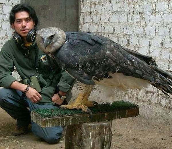 19. Этот орел действительно привлекает внимание, не так ли?!