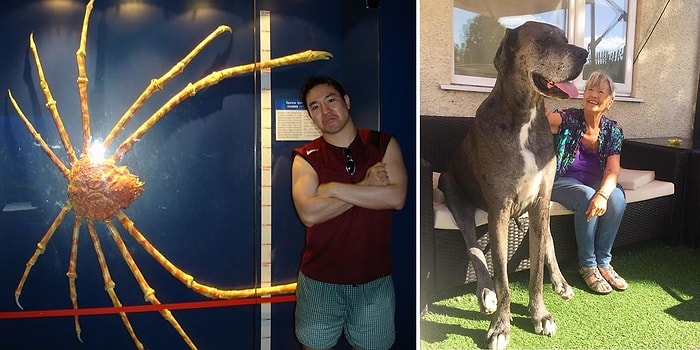 Необычайно крупные животные, похожие на монстров из фильмов ужасов