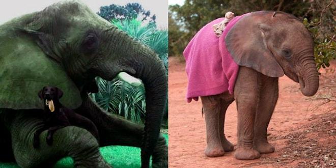Fillerin, İnsanları Yavru Köpekler Kadar Sevimli Bulduklarını Biliyor muydunuz?