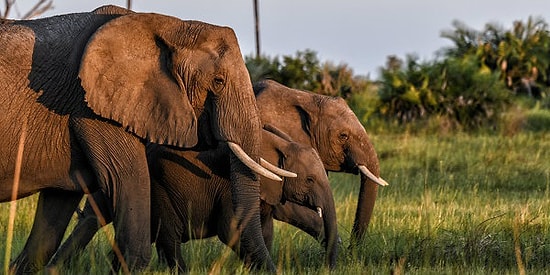 Afrika'da Fildişi Kaçakçılığı Yapan 3 Büyük Kartel DNA Testi Sayesinde Ortaya Çıktı!