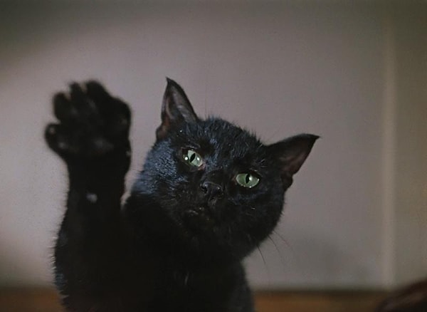 7. Припоминаете, где могли видеть этого кота?