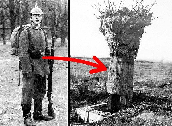 5. 1. Dünya Savaşı'nda Alman, Fransız ve İngiliz birlikleri düşmanlarını gözetlemek için içi boş ağaçlar kullandılar.