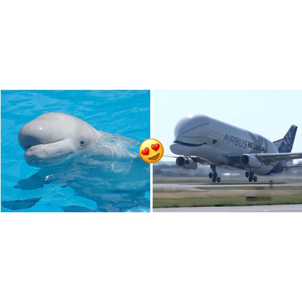 4. Самолет назван в честь кита белухи. Ну разве они не похожи?!