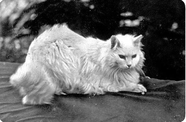 13. Sultan II. Abdülhamid'in çok sevdiği kedisi Ağa Efendi