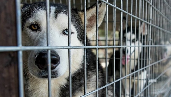 12. В Англии запретили продажу кошек и собак в зоомагазинах.