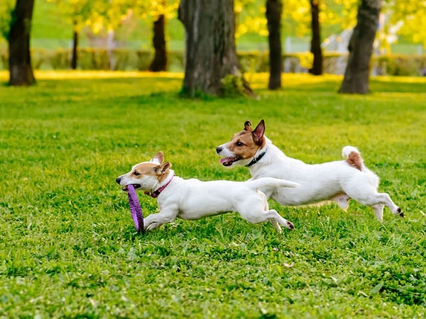 1. Как ваш питомец обычно реагирует на других незнакомых животных и людей?