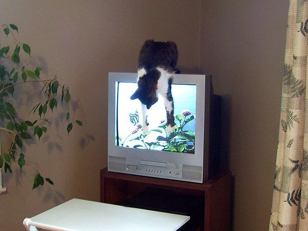 4. Как ваш друг реагирует, когда видит своего сородича по телевизору?