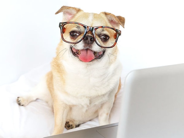 Ваш питомец намного сообразительнее, чем кажется на первый взгляд