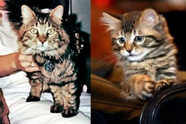 6. Где появился первый коммерческий кот-клон?