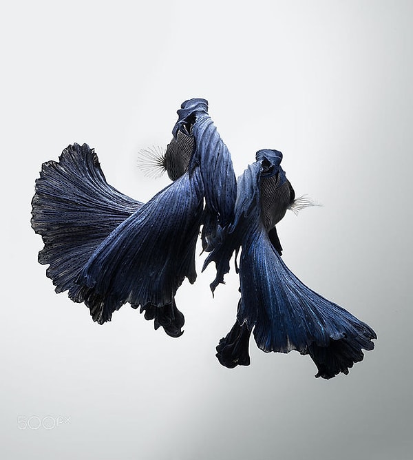 7. Словно два влюбленных держатся за руки ...