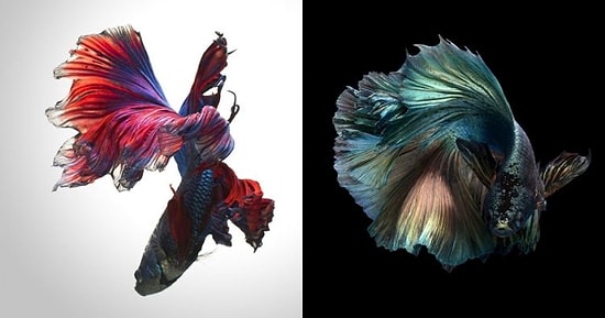 Летающие рыбы, или Волшебный мир аквариумов глазами тайского фотографа