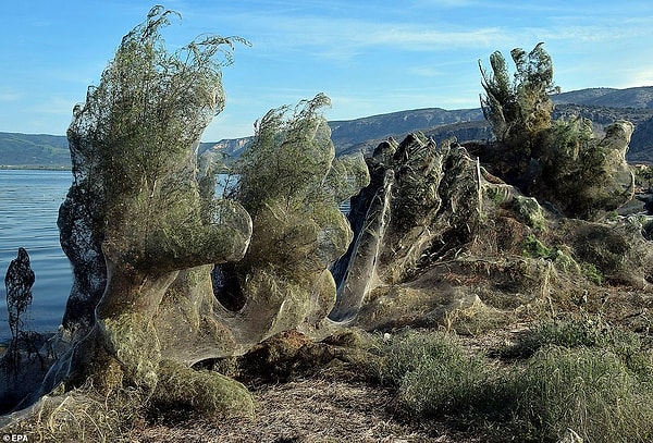 Известно, что это редкое явление в Греции вызвано нашествием комаров и изменением климата.
