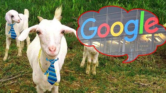 13. Google, bahçesindeki çimleri biçmesi için bir firmayla anlaşmak yerine tam 200 keçi kiralıyor ve bu keçiler de bahçedeki fazla otları yiyip temizliyor. Keçileri “çim biçme makinelerinden çok daha şirin” olduğu için tercih ediyorlar.