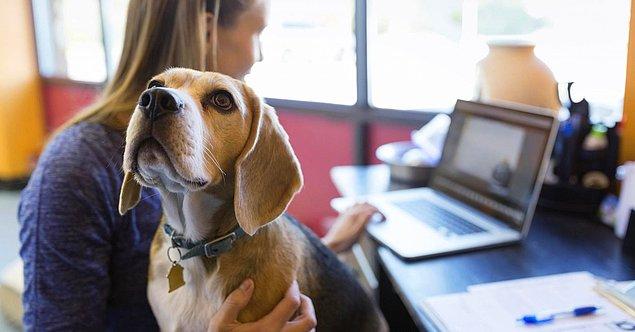 17. Google, çok daha mutlu hissettirdiği gerekçesiyle çalışanlarına evcil hayvanlarını ofise getirme izni veriyor. Hatta bu konuda onları teşvik ediyor.