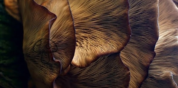 1. Итак, нашли гриб на этой картинке?