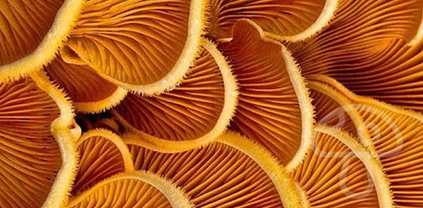 3. Что насчет этой картинки? Нашли?