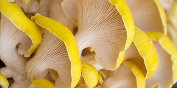 6. Нашли спрятанный гриб?