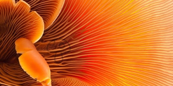 7. Будьте честны: видите что-то тут?