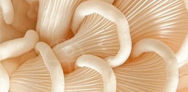 8. Удалось разглядеть гриб, спрятанный тут?