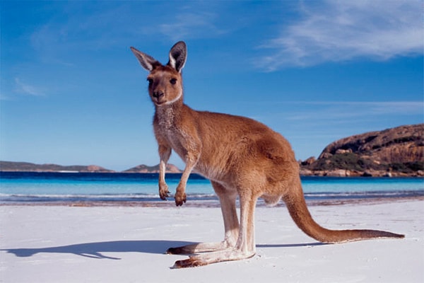1. Не секрет, что символом Австралии является кенгуру. А вот обращали ли вы внимание, что он делает?